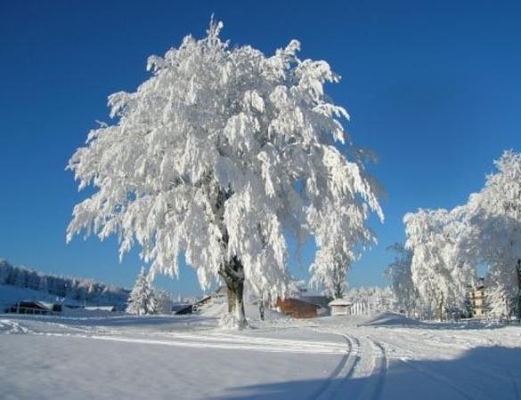 Appartamenti Dolomiti Moena Ngoại thất bức ảnh